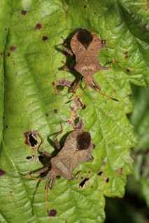 Rhombic leatherbug