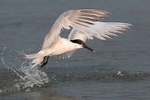 Sandwich tern