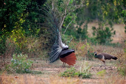 Indian peafowl