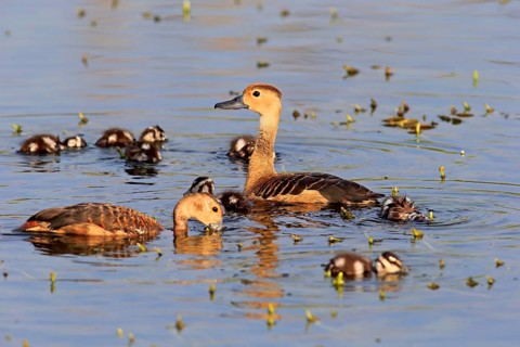 Lesser whistling duck