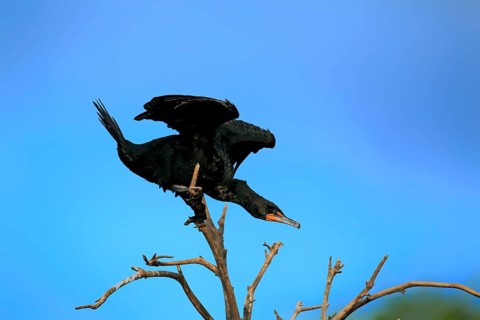 Olivaceous cormorant