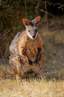 Tammar wallaby