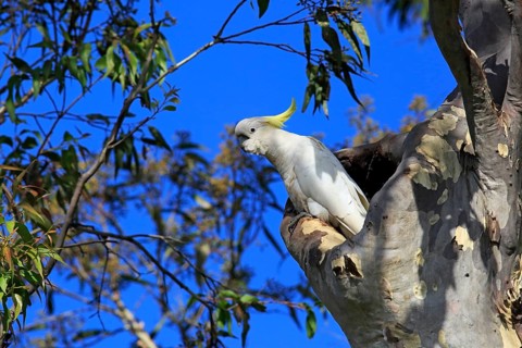 Sulphur-crested cockatoo