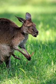Eastern grey kangaroo