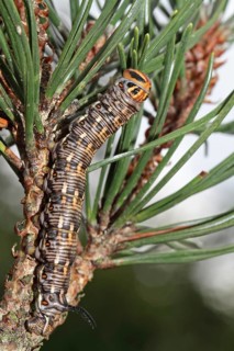 Pine Hawk Moth
