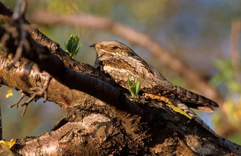 European Nightjar