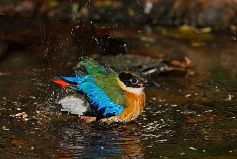 Blue-winged Pitta
