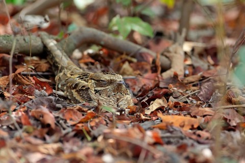Long-tailed Nightjar