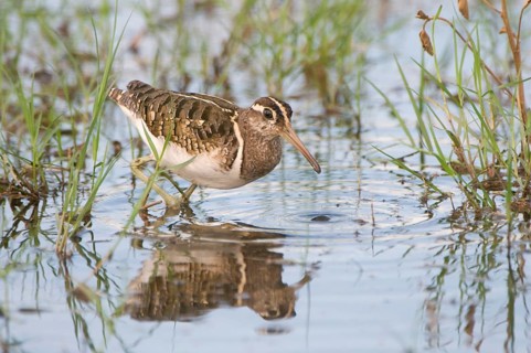 Painted-snipe