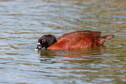 Hartlaub's Duck