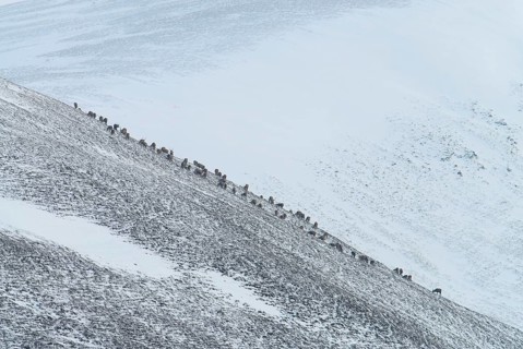 Red Deer
