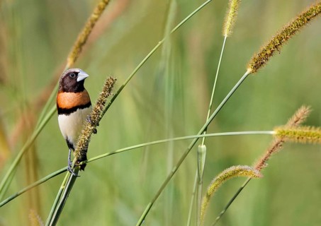 Chestnut-breasted Munia