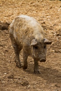 Mangalitsa pig