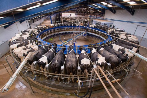 Dairy farming