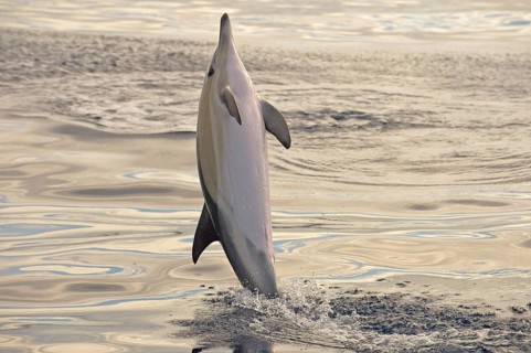 Short-beaked Common Dolphin