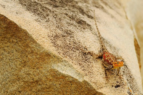 Rock Agama