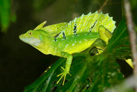 Plumed Basilisk