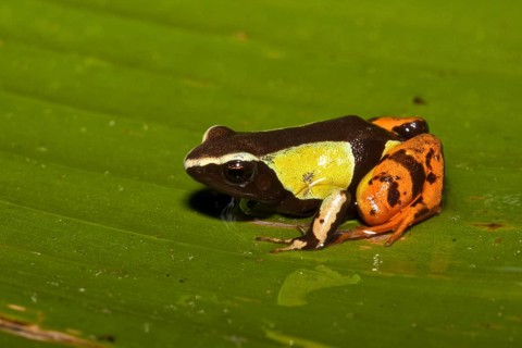 Madagascar frog