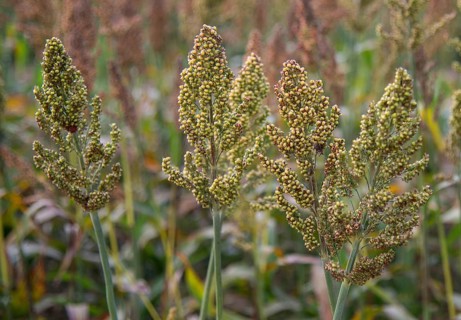 Sorghum