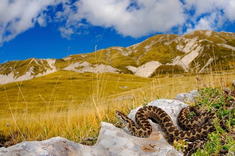 Orsini's Viper