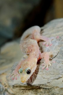 European Leaf-toed Gecko
