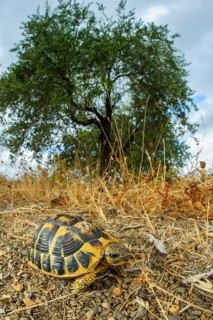 Greek tortoise