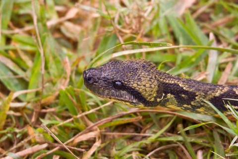 Madagascar Tree Boa