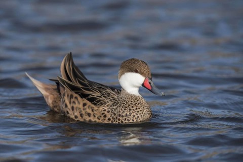 Red-billed Teal