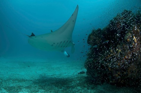 Reef manta ray