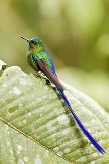 Violet-tailed sylph