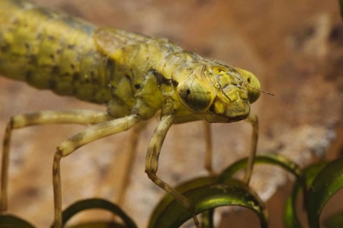 Southern southern hawker
