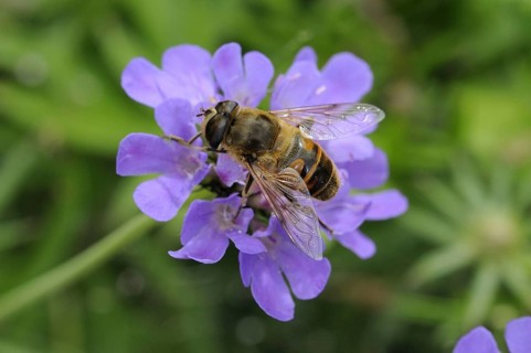 Eristalis interrupta