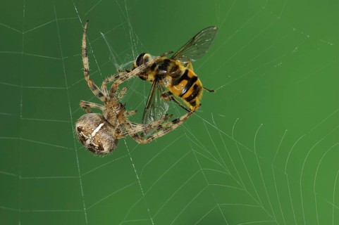 Garden cross spider