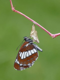 Black Mourner