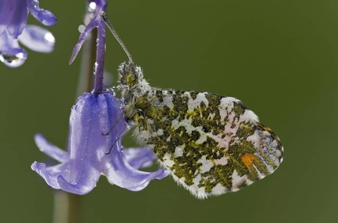 Orange-tip Butterfly