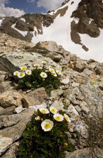 Glacier Crowfoot