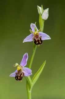 Bee Orchid