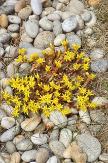Biting Stonecrop