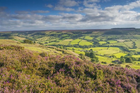 Moorland outcrop with flowering Common Heather