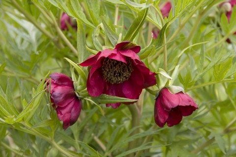 Delavay's Bush Peony