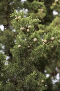 Mediterranean Cypress