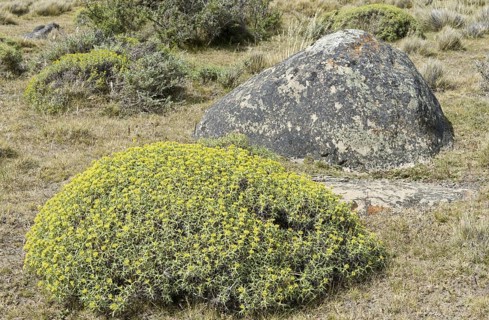 Mata Barrosa