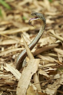 King cobra