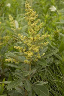 Grassveld Currant