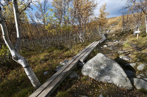 Boardwalk leading through birch forest to summit of fell