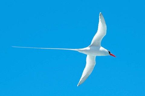 Red-billed Tropic Bird