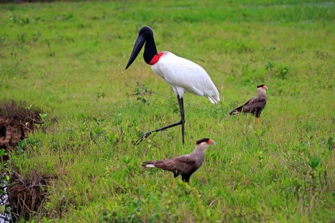 Jabiru