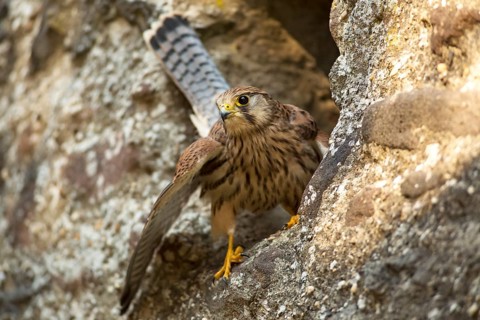 European Kestrel