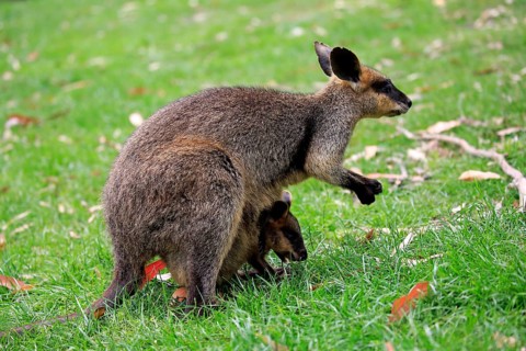 Agile wallaby