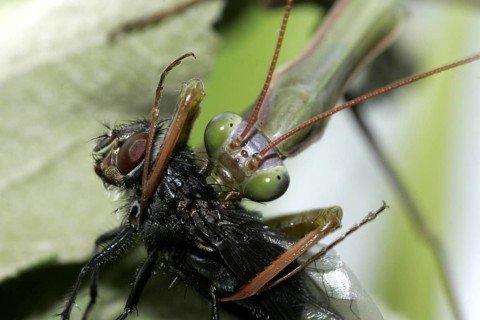 Praying mantis